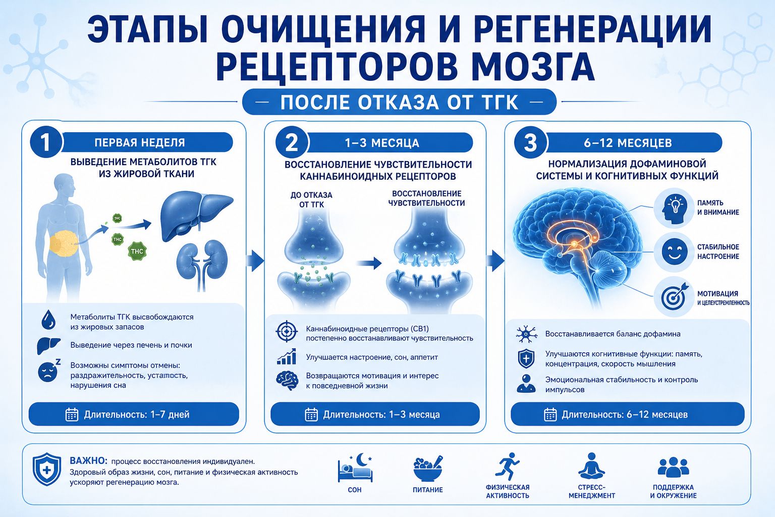 Этапы очищения и регенерации рецепторов мозга после отказа от ТГК